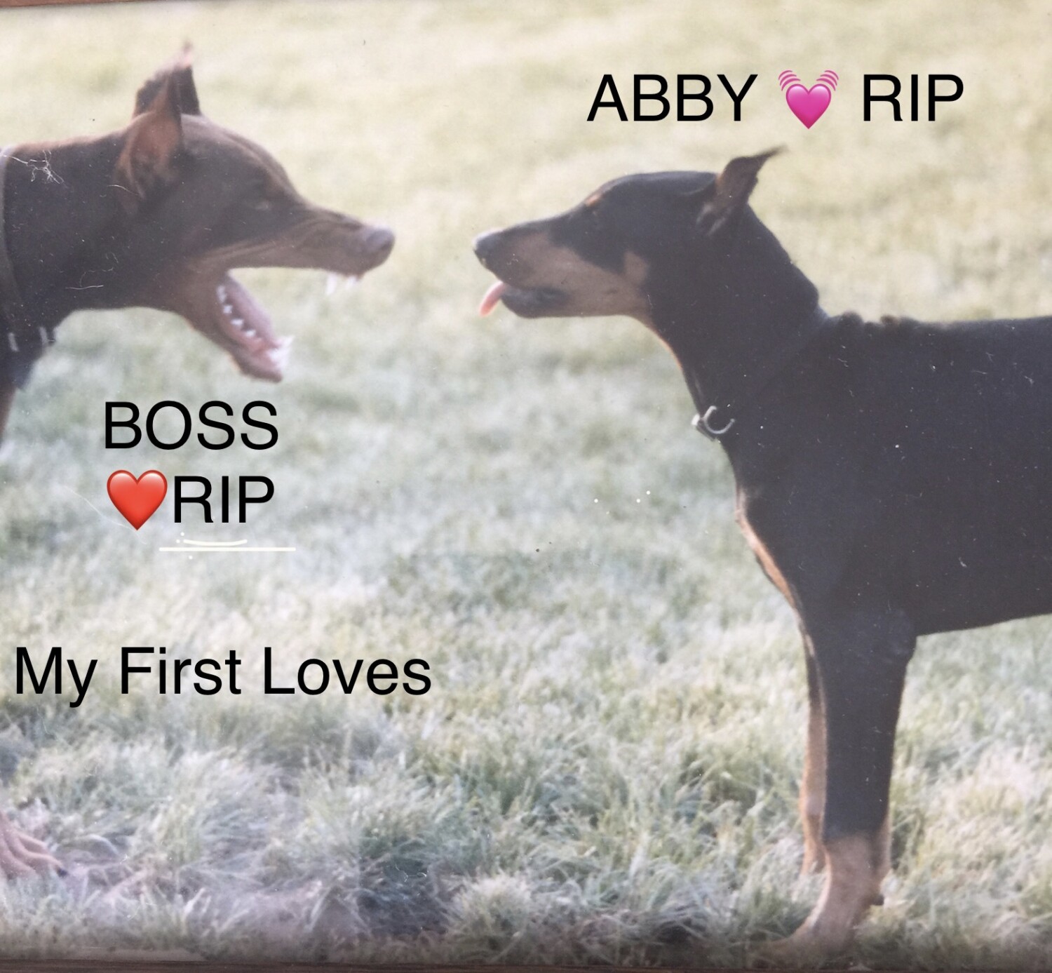 Abby & Boss