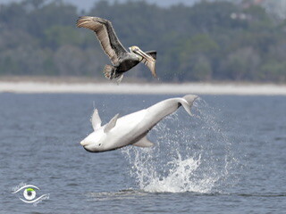 Flipper let’s play