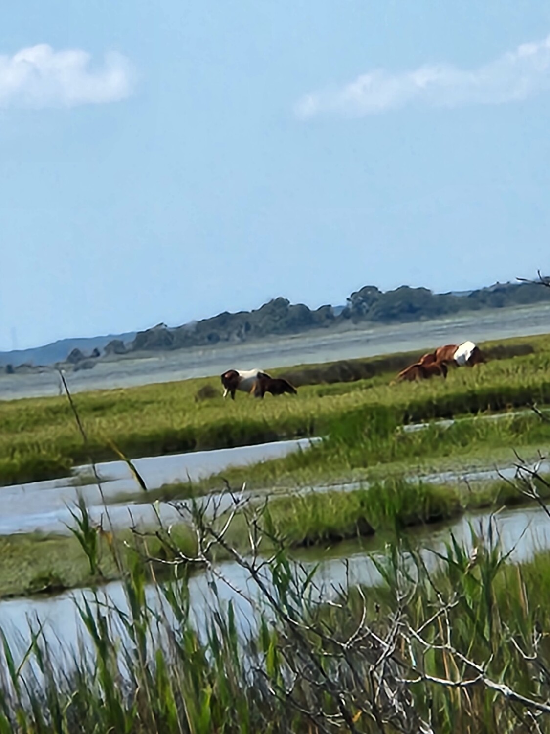 Assateague pony's