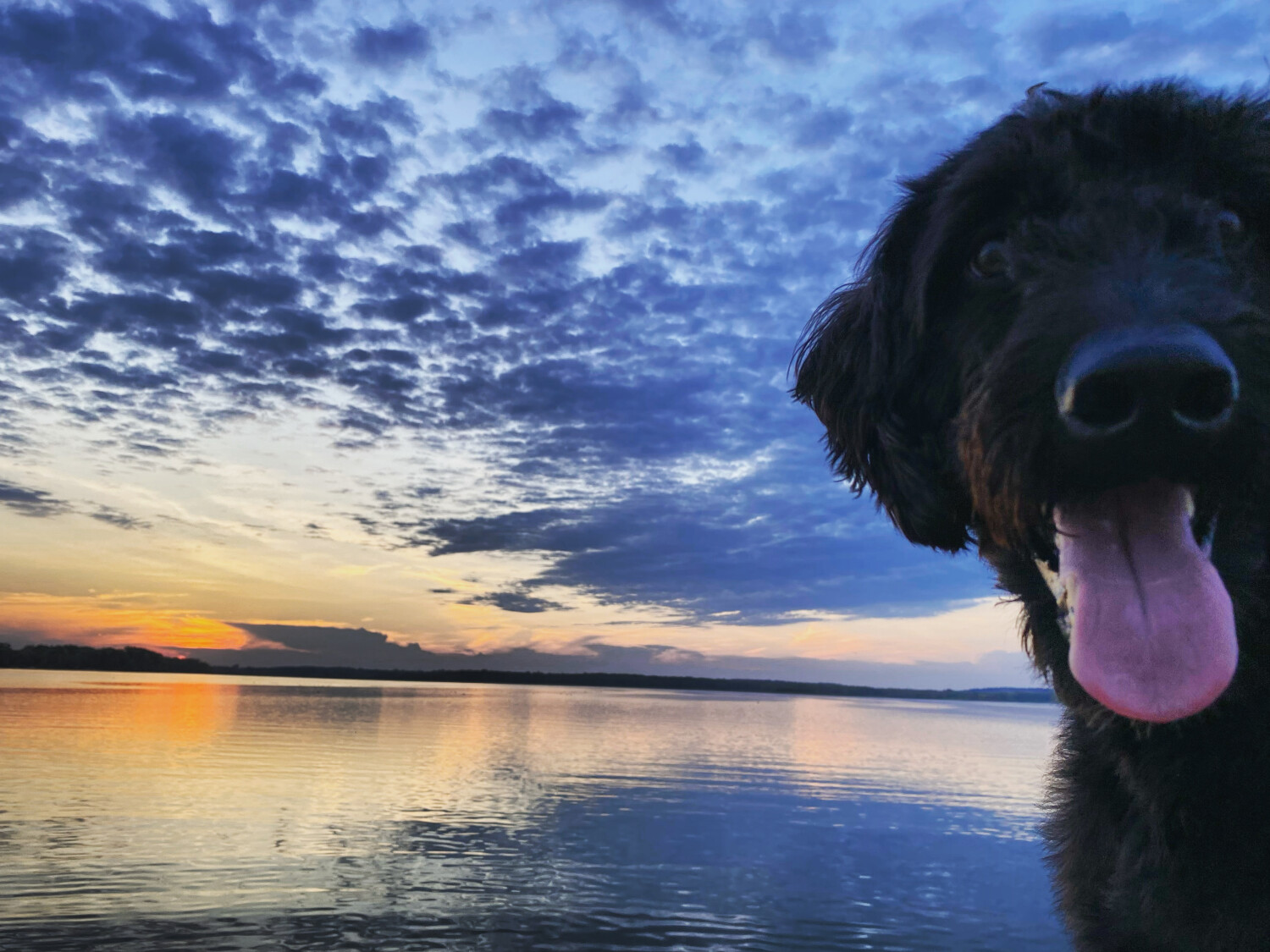 Tie-Dye Labradoodle Sunset