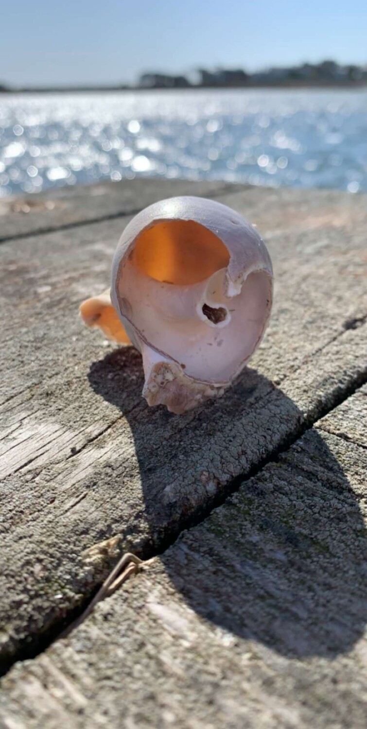 Sea shell by the shore
