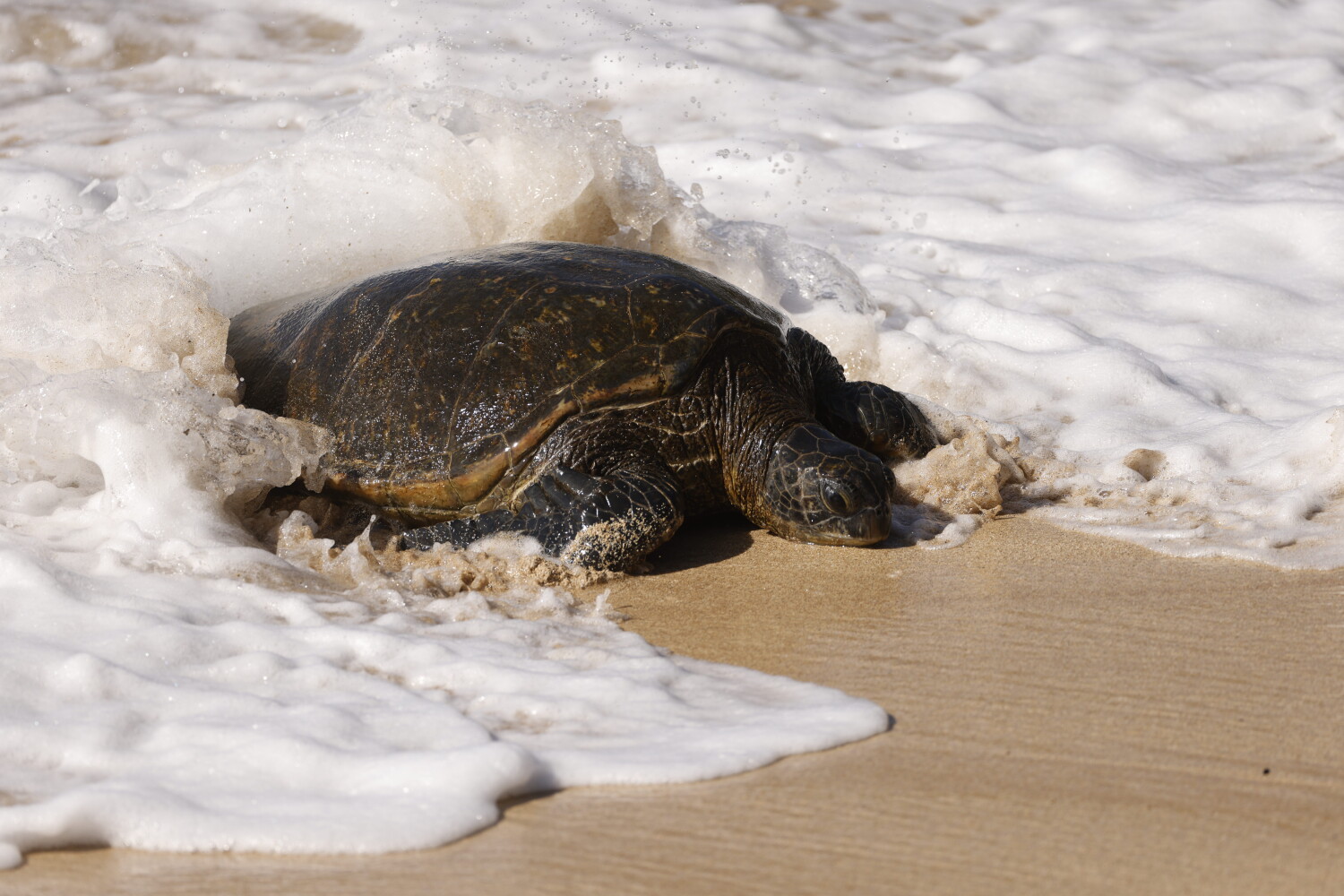 Hawaiian green sea turtle