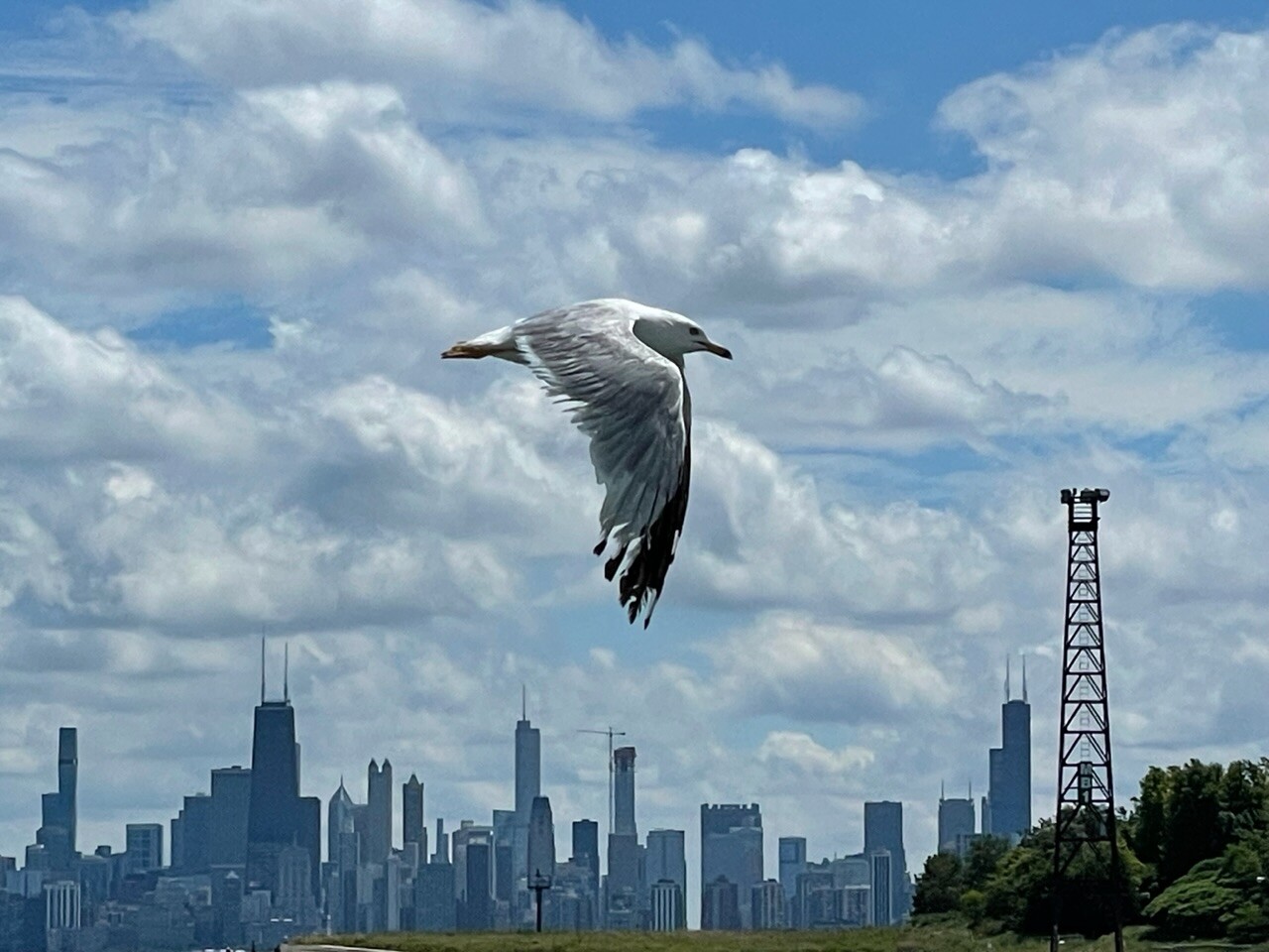 Seagull of Chicago