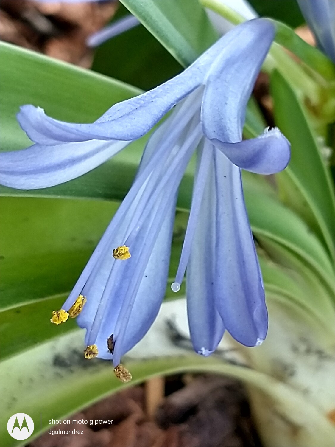 Blue flower