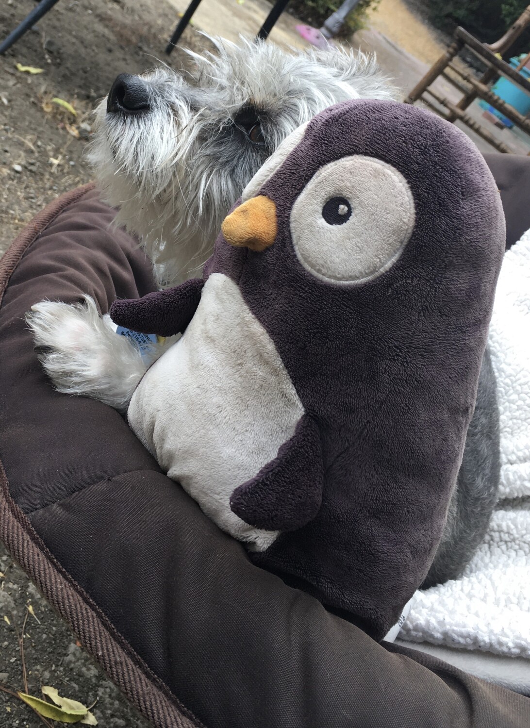 Just a dog and his penguin