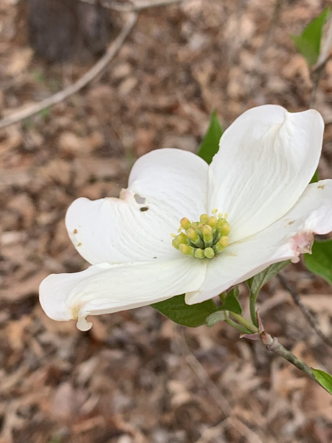 Dogwood