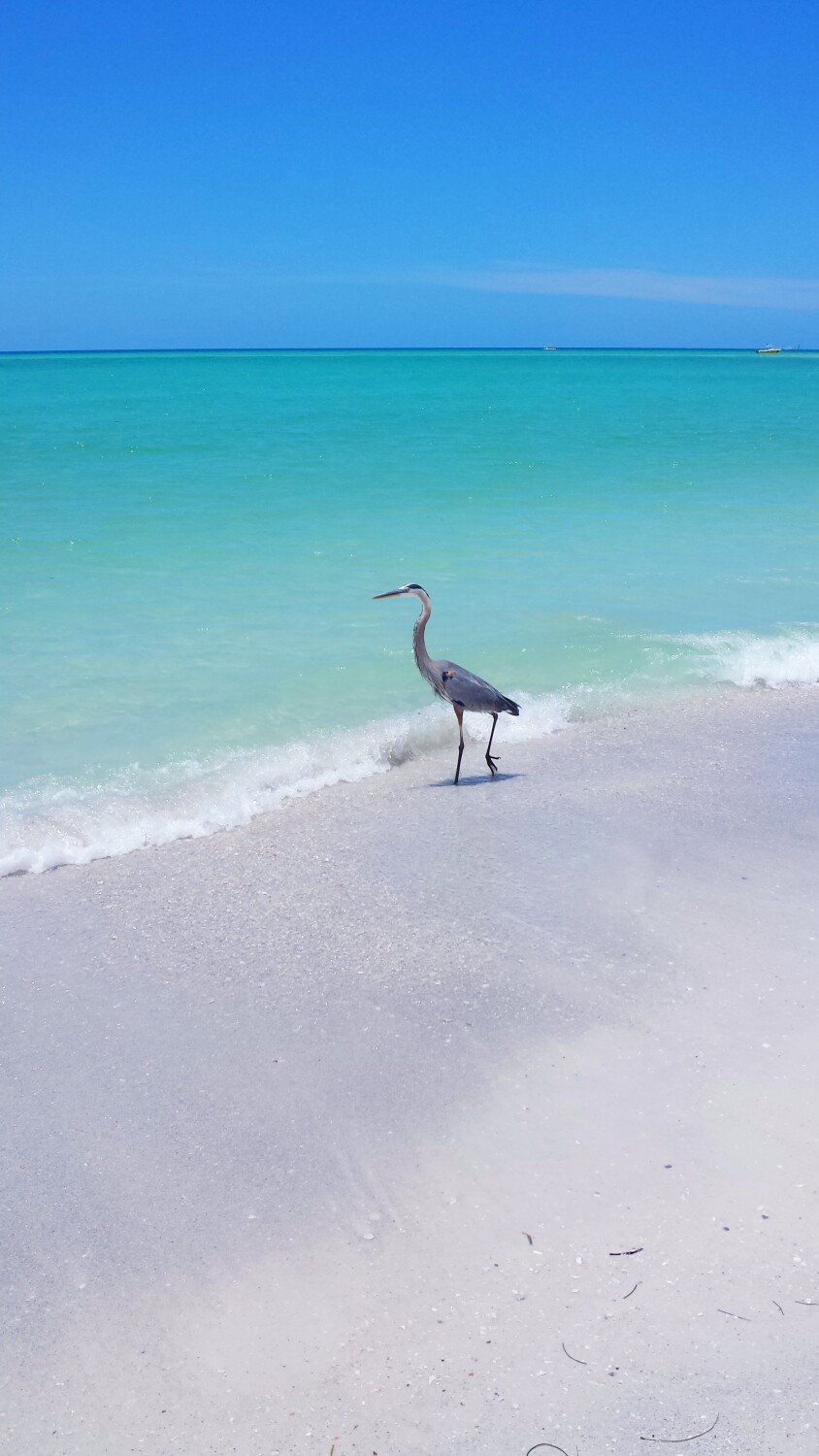 Beauty and The Beach