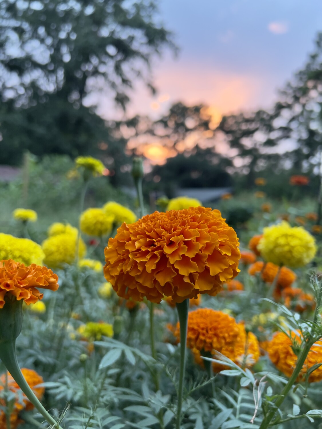 Marigolds at sunset