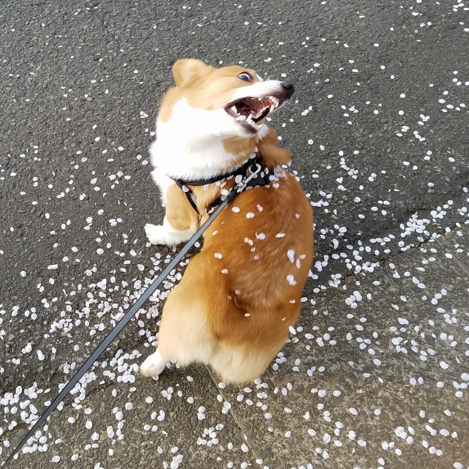 Cherry Blossom Corgi