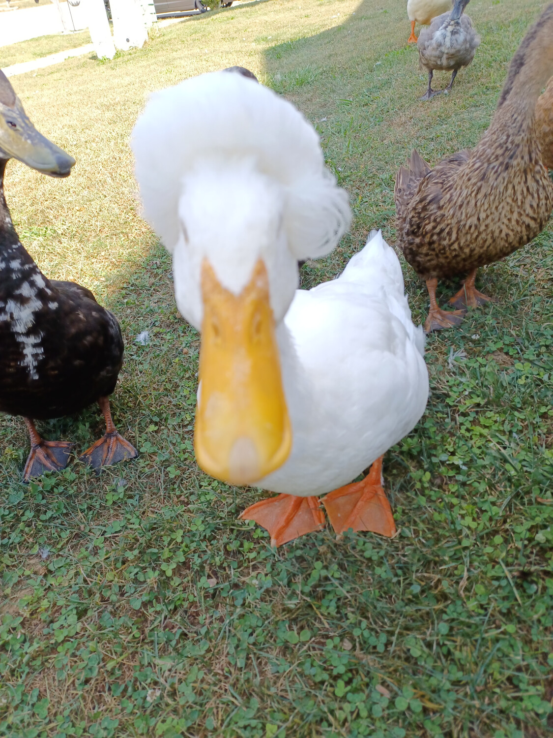 BEETHOVEN Duck