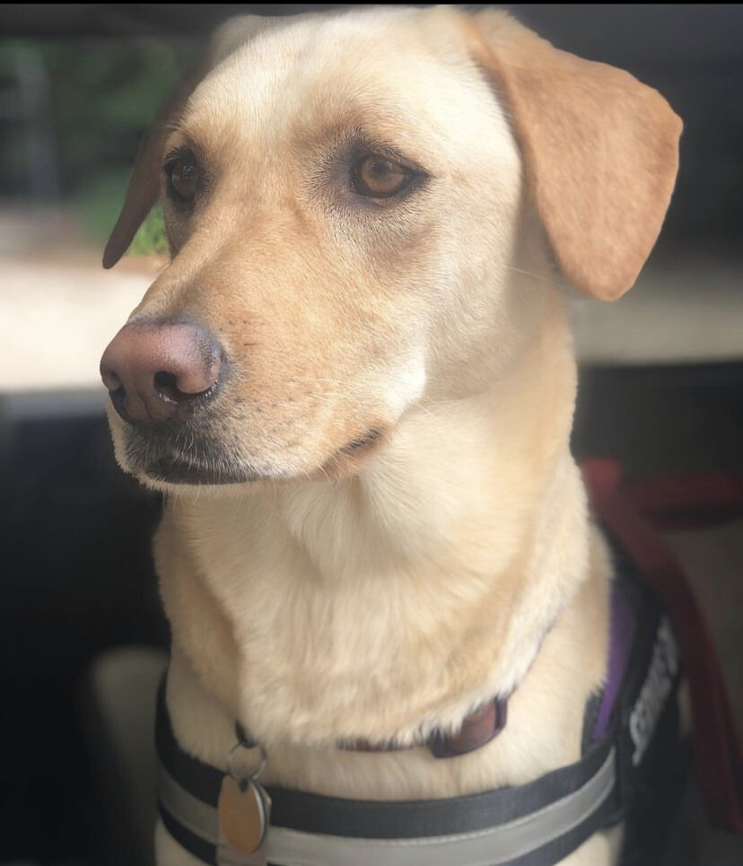 Sadie, the Service Dog