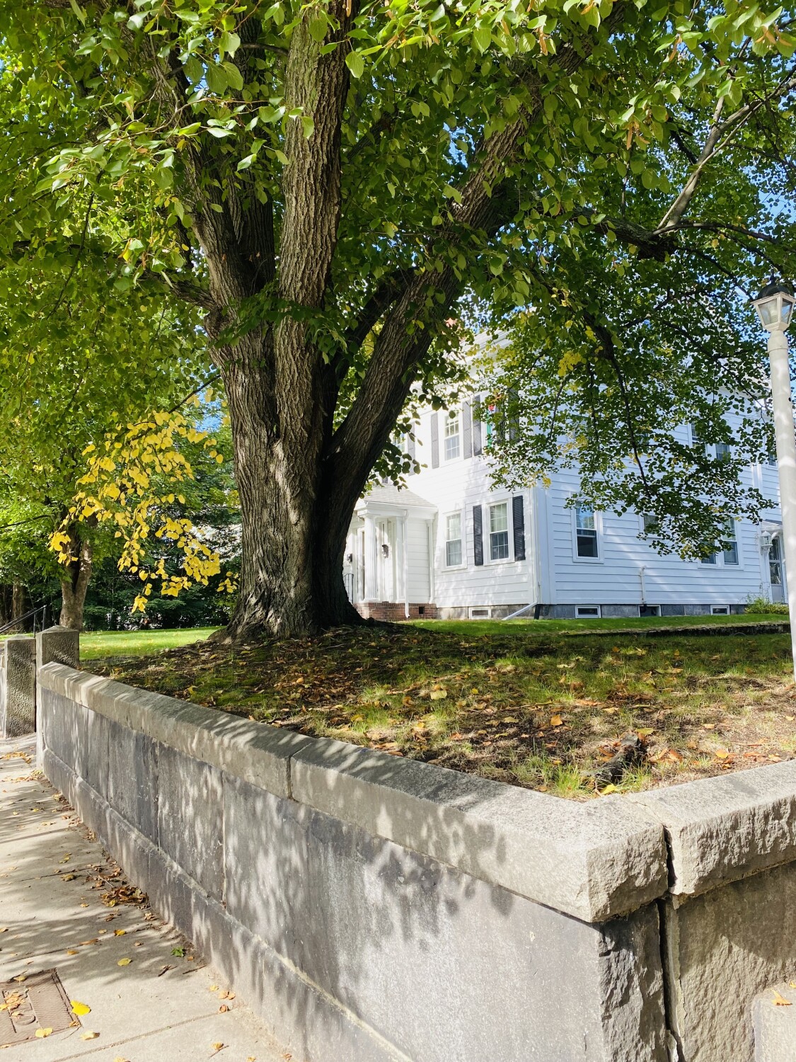 Trees creates shelter