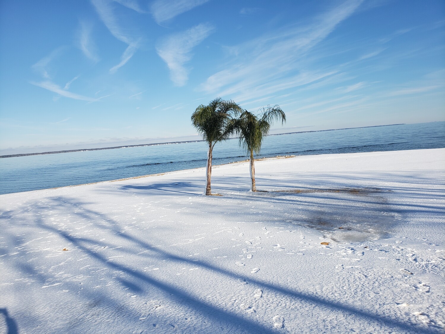Palm Trees in the snow