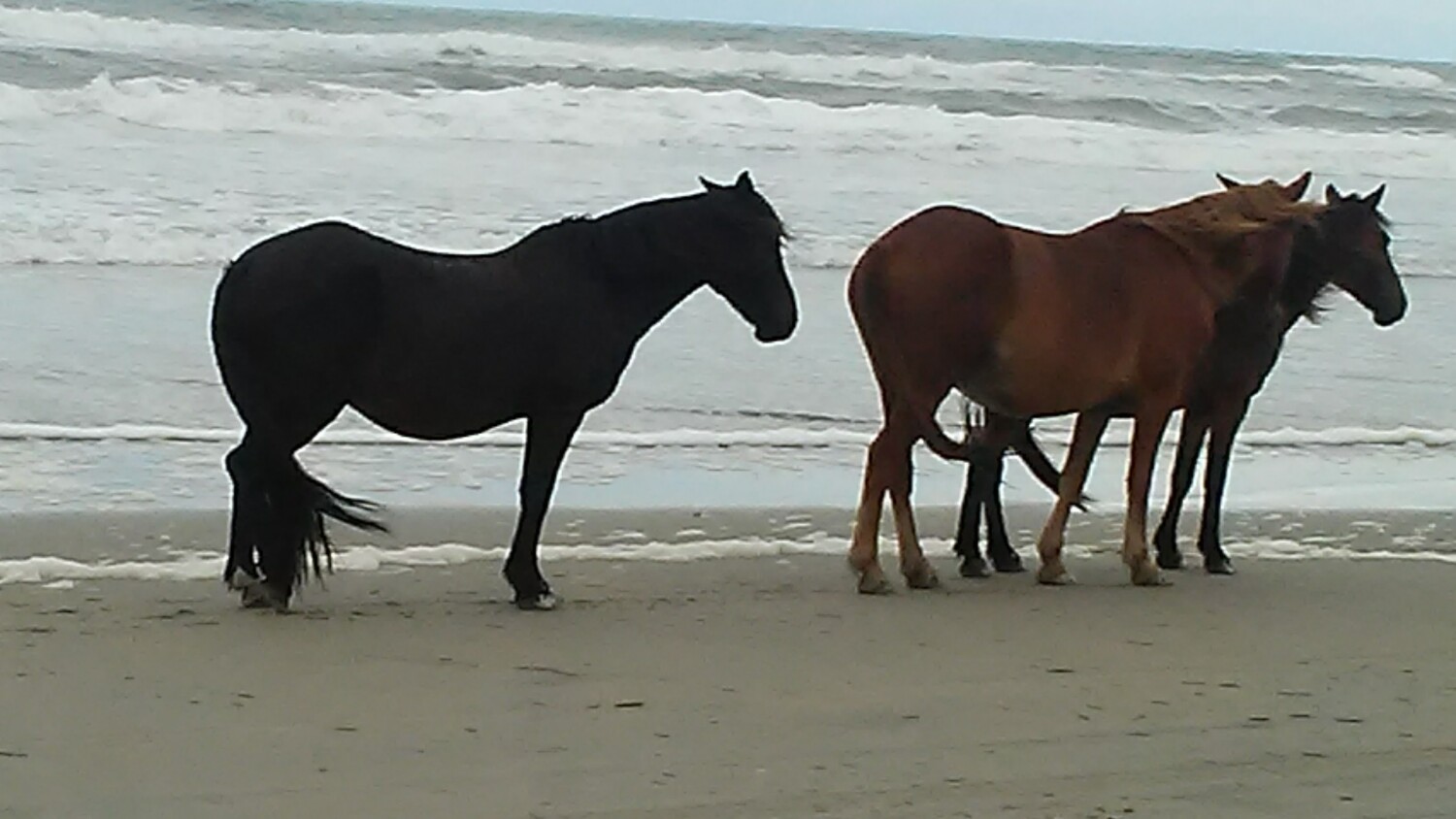 Corolla Wild Horses