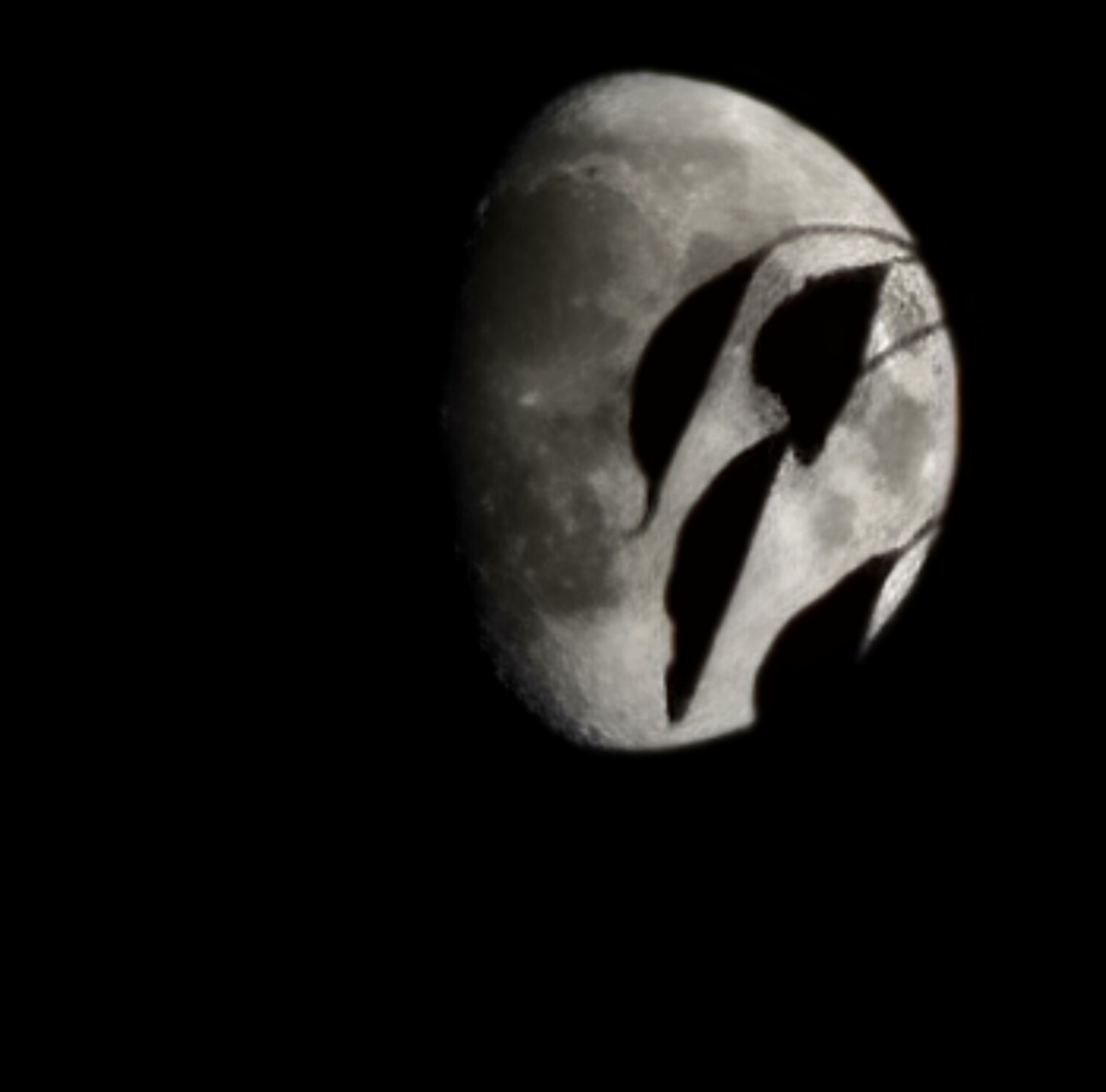 Leaf over super moon