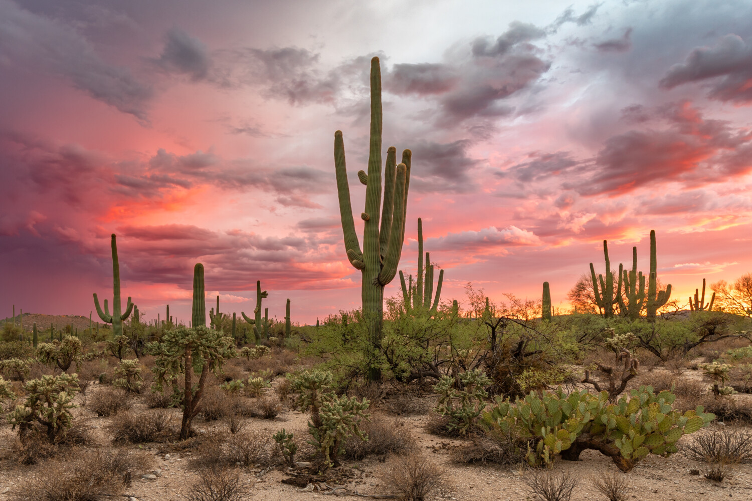 Tucson Desert Sunset