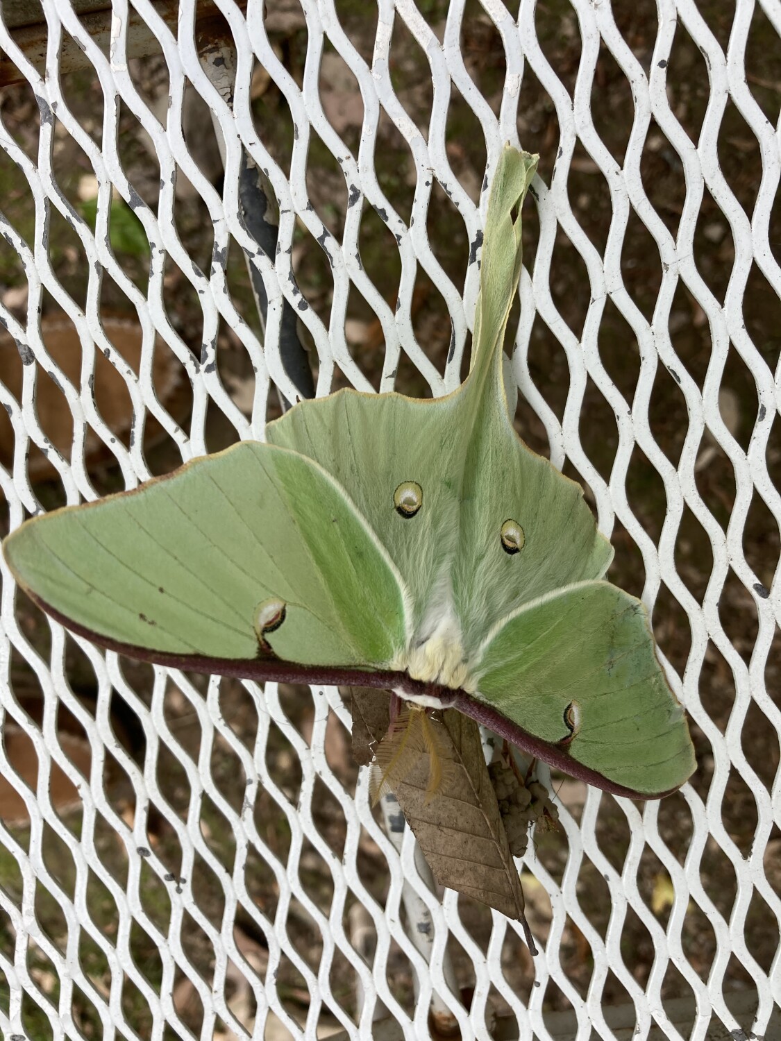 Lunar Moth
