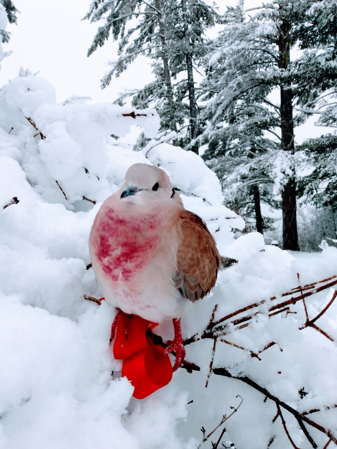 Singing In A Winter Wonderland