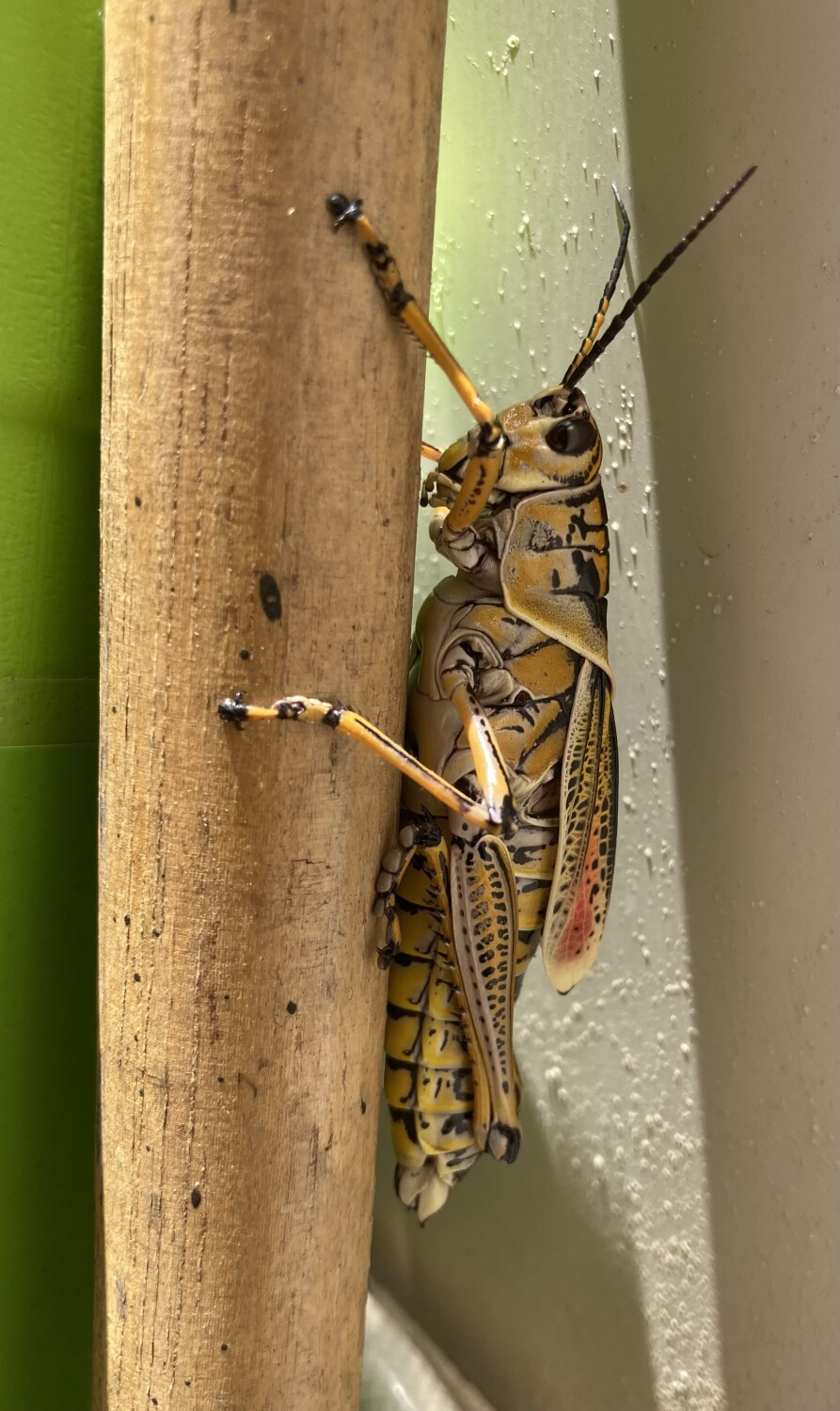 Yellow Grasshopper