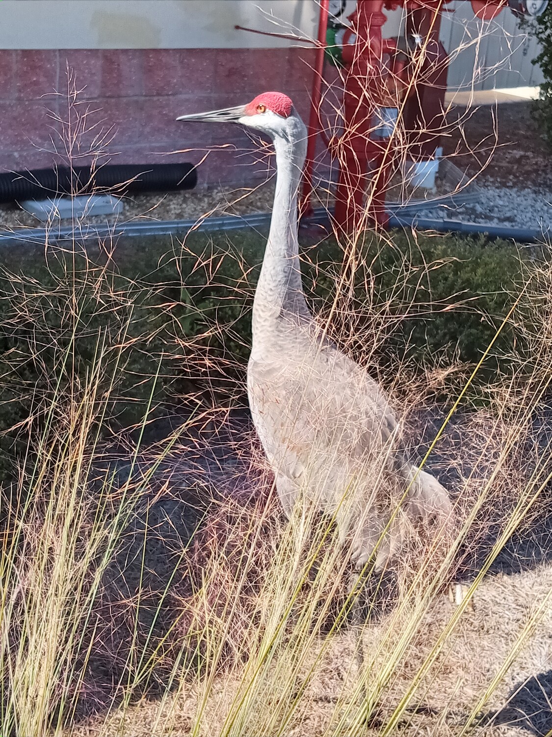 Sandhill Crane in Florida