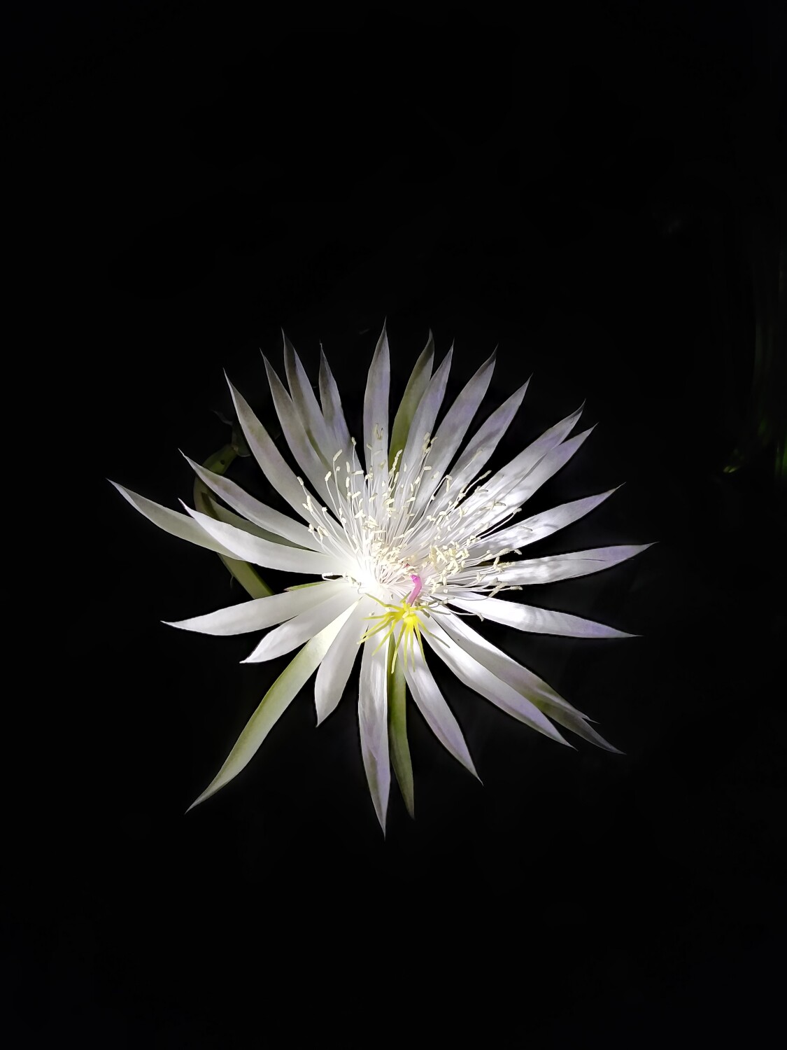 NIGHT BLOOMER