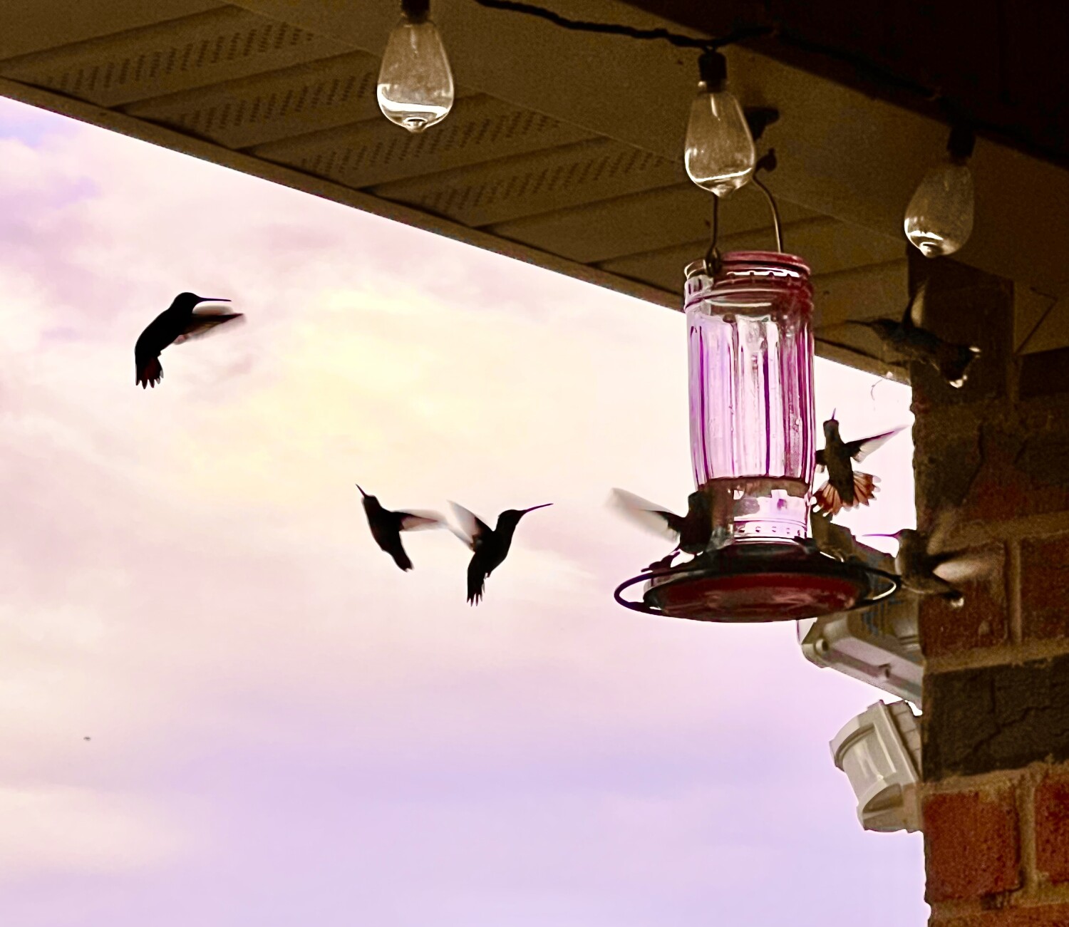 Hummingbirds in am