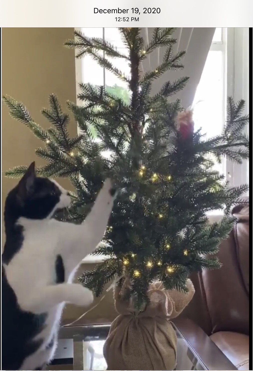 Hollys 1st Christmas