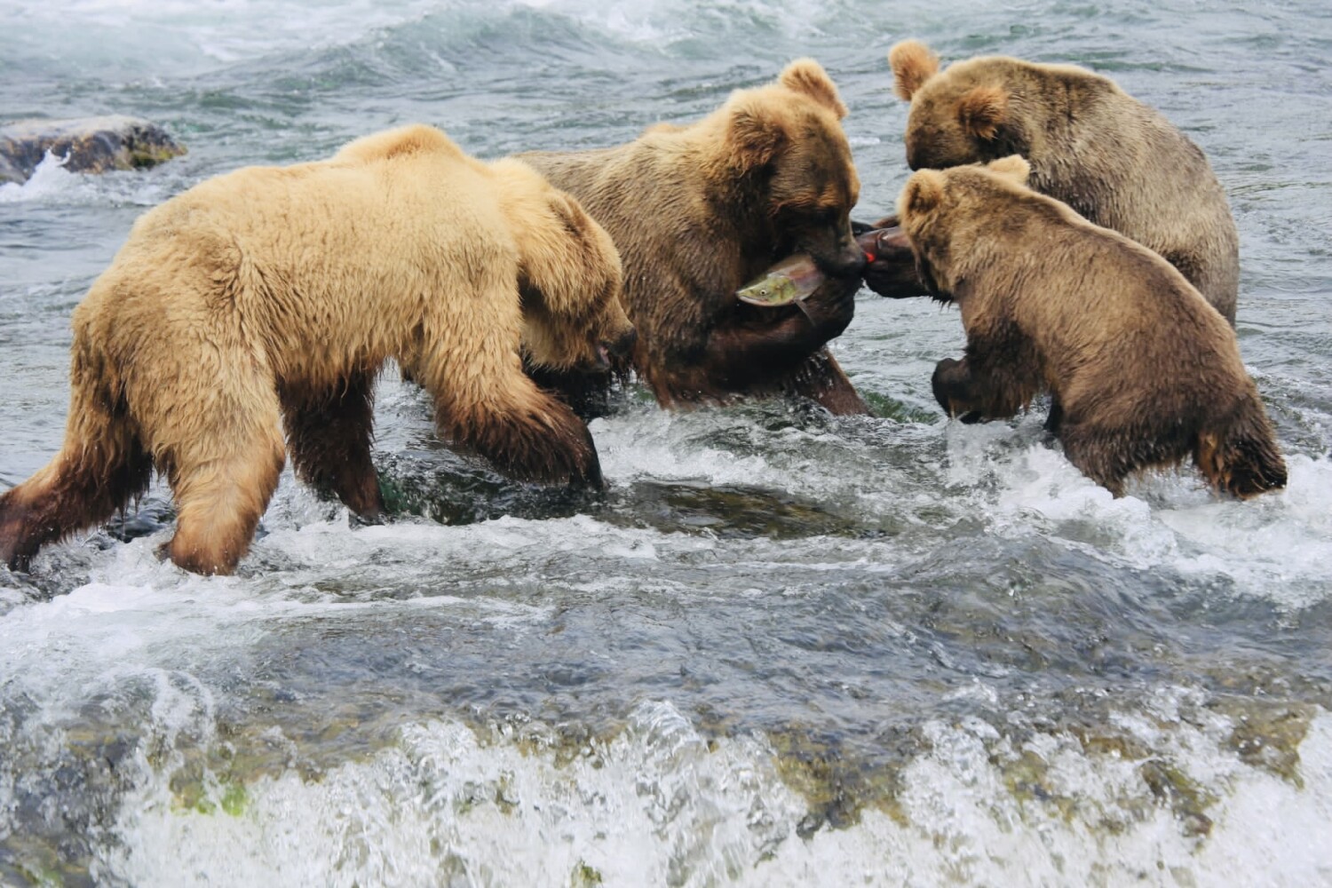 Competition & sharing - Brooks Falls Brown Bears