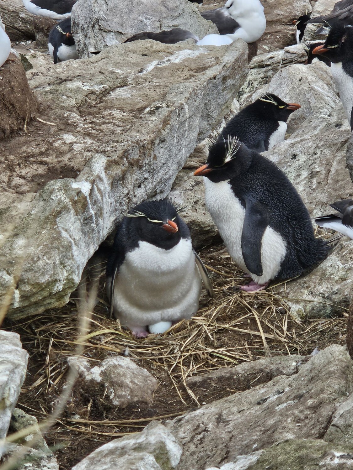 Antarctica penguin family