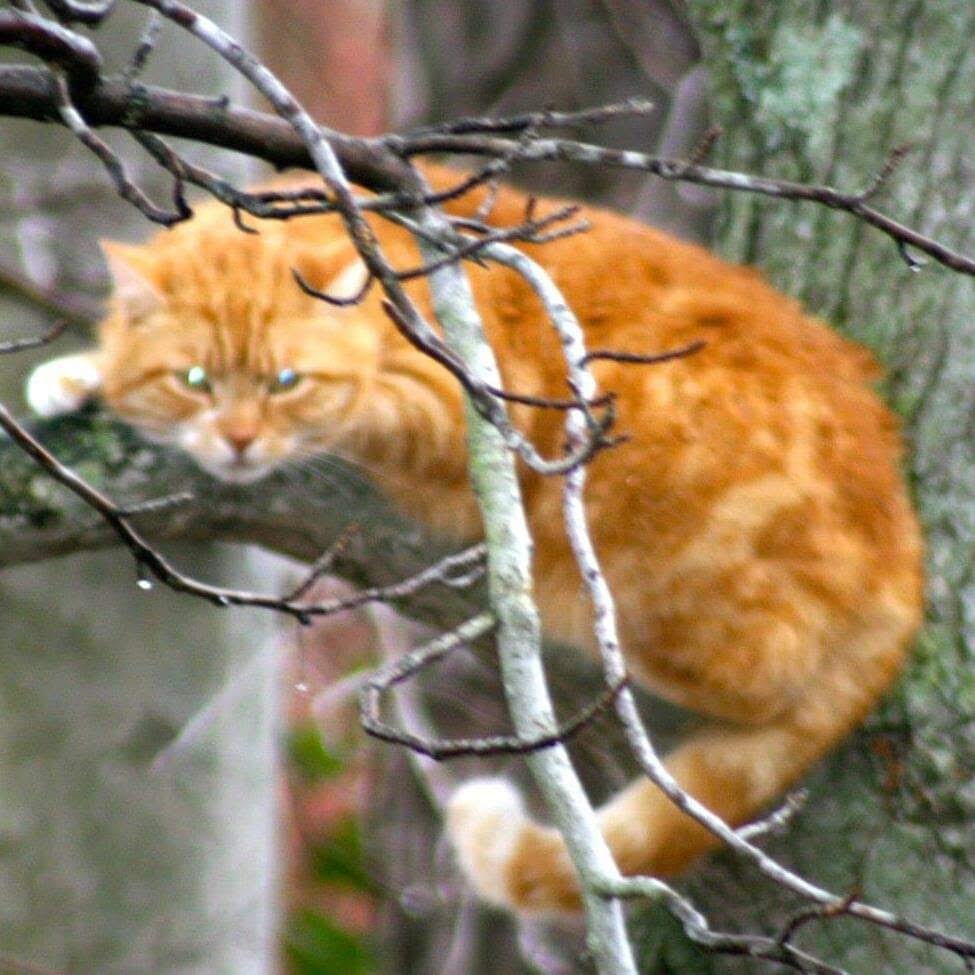 Garfield In A Tree