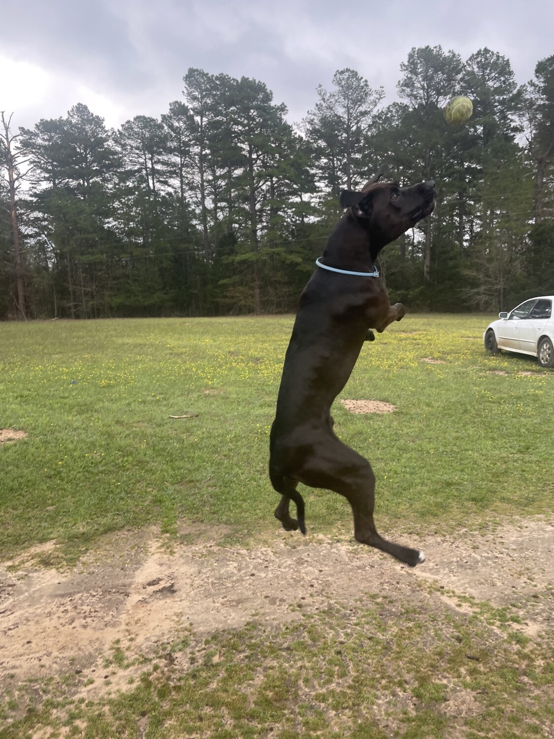 Dog playing with ball
