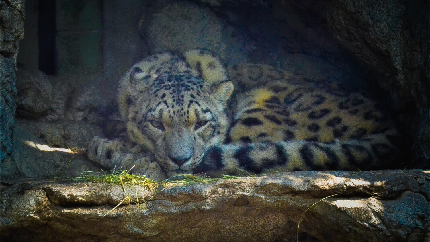 Stare of a Snow Leopard