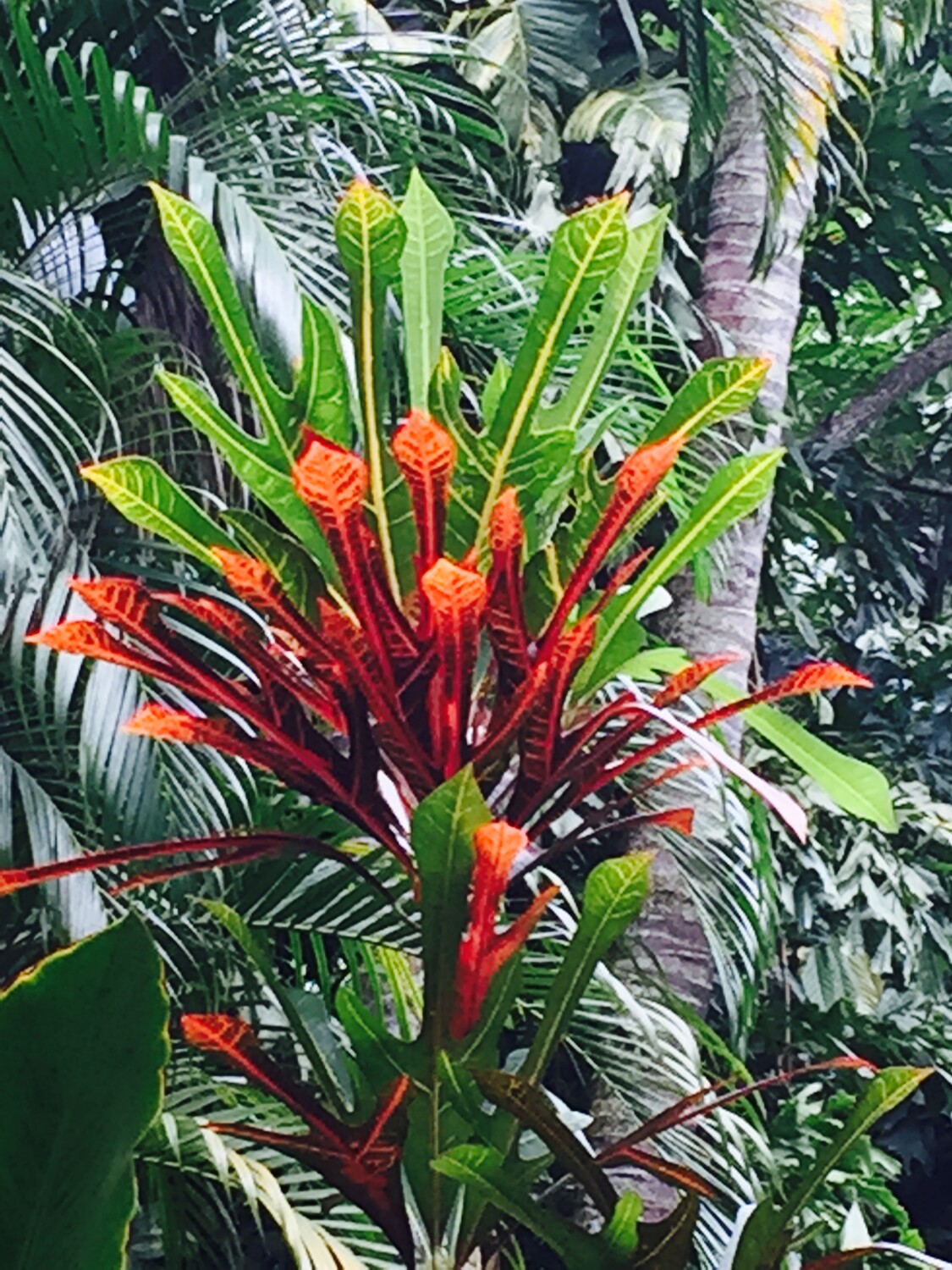 Flower of St Lucia