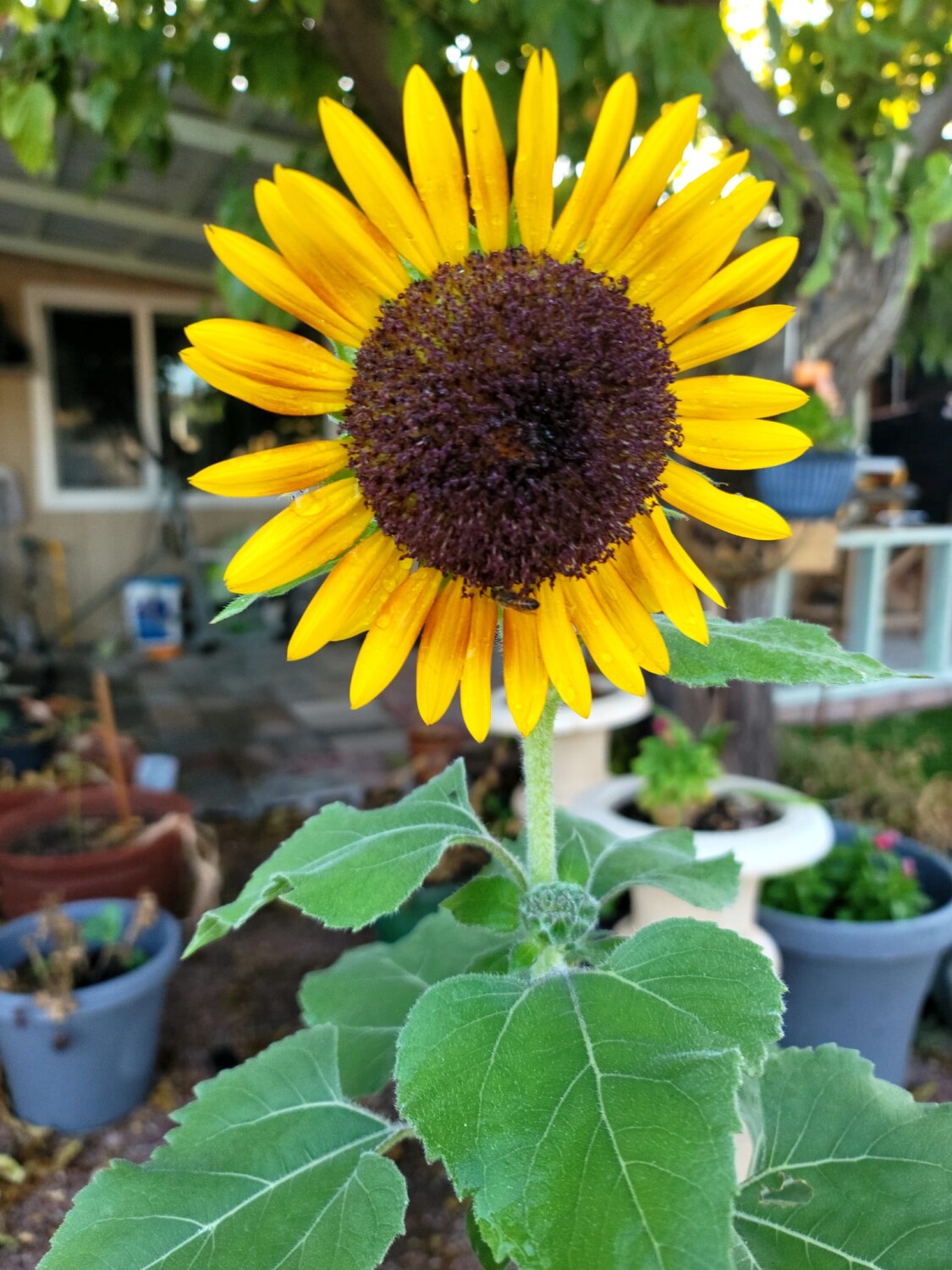 Sunflower