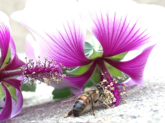 Saving a bee