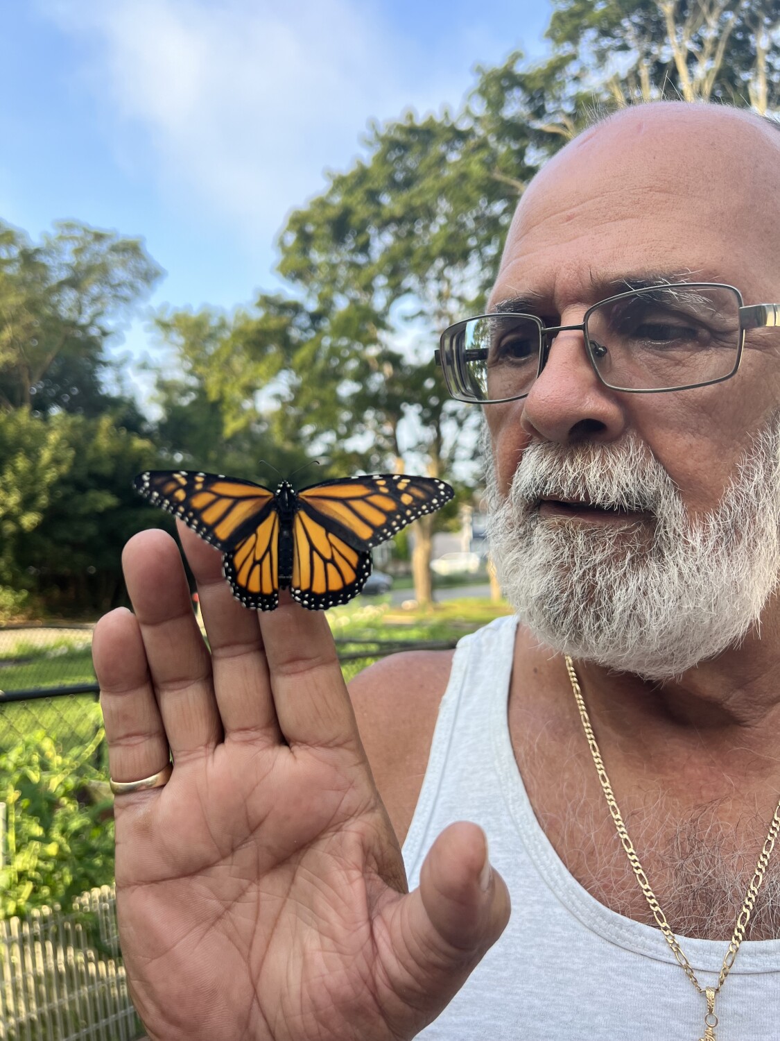 Flight of the monarch