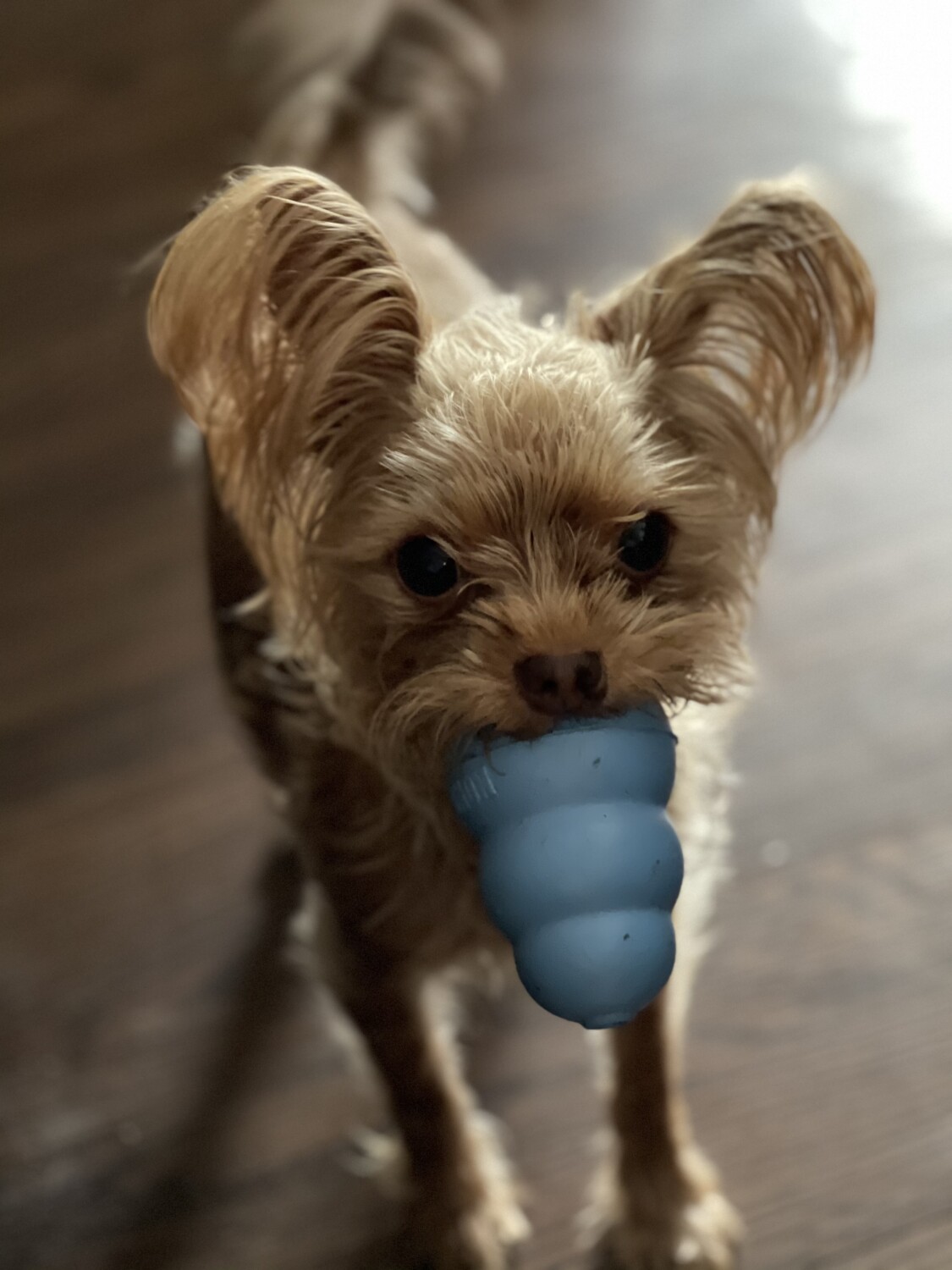 Harry’s kong