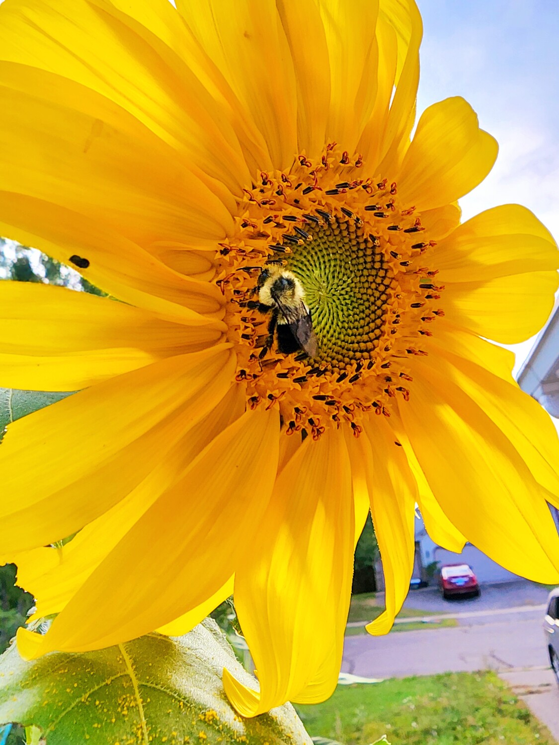 Bumblebee on a sunflower