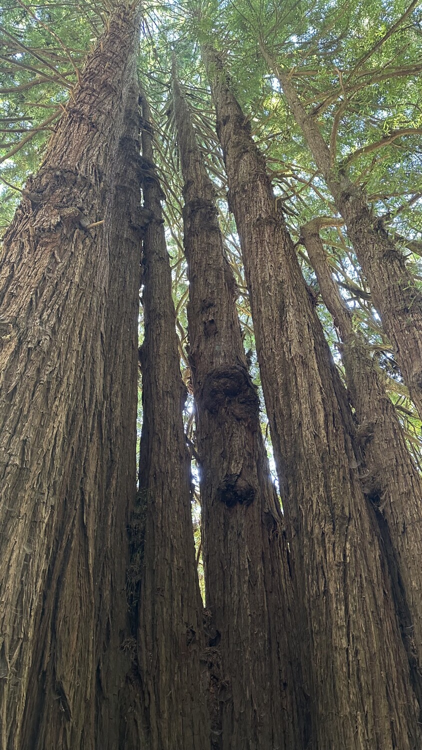 The 7 Sisters Gossiping