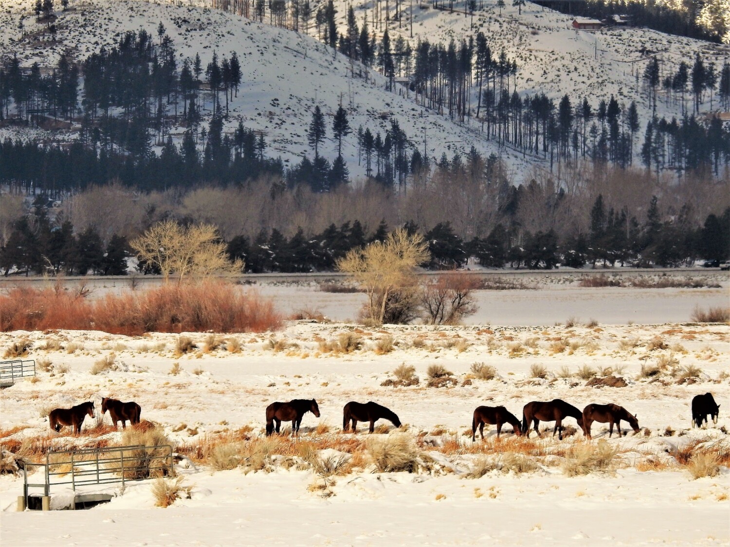 Wild Mustangs
