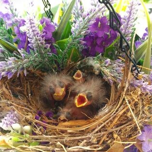 Sweet Spring Surprise