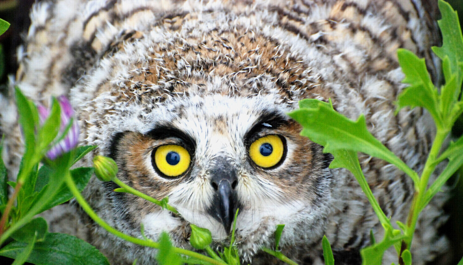 Wild Horned Owl Fledgling Making His Debut