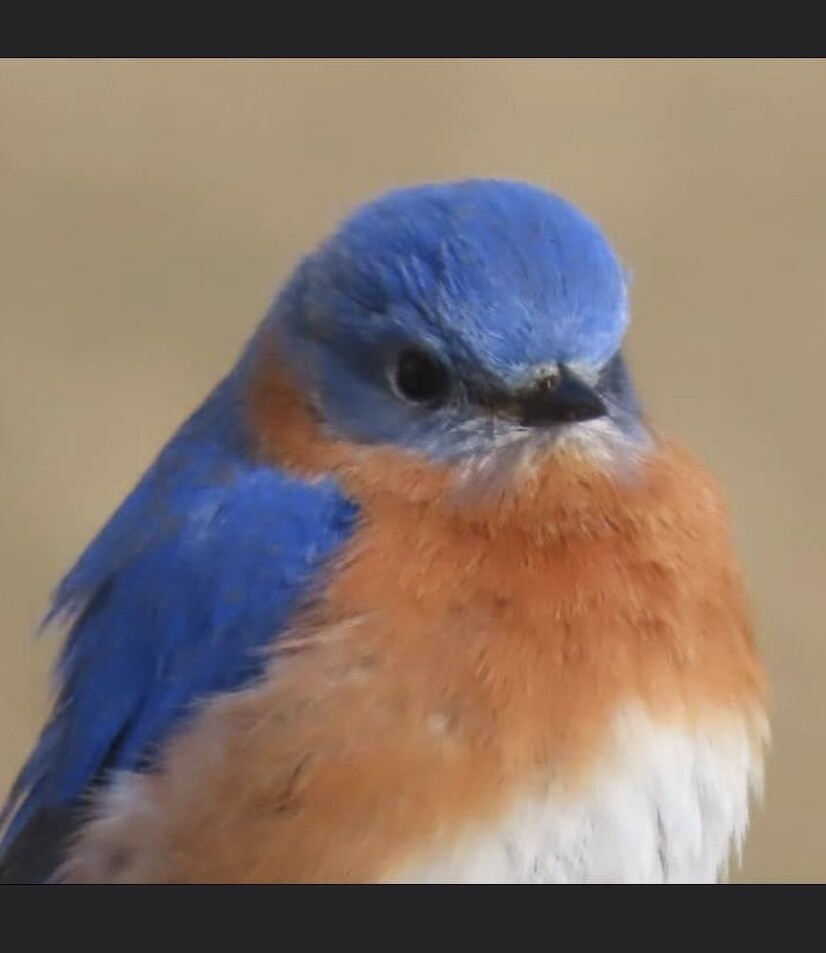 Pudgy bluebird