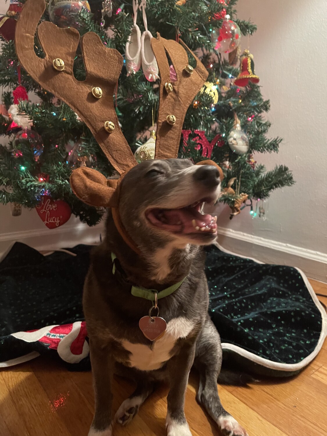 Holly, Jolly Christmas!