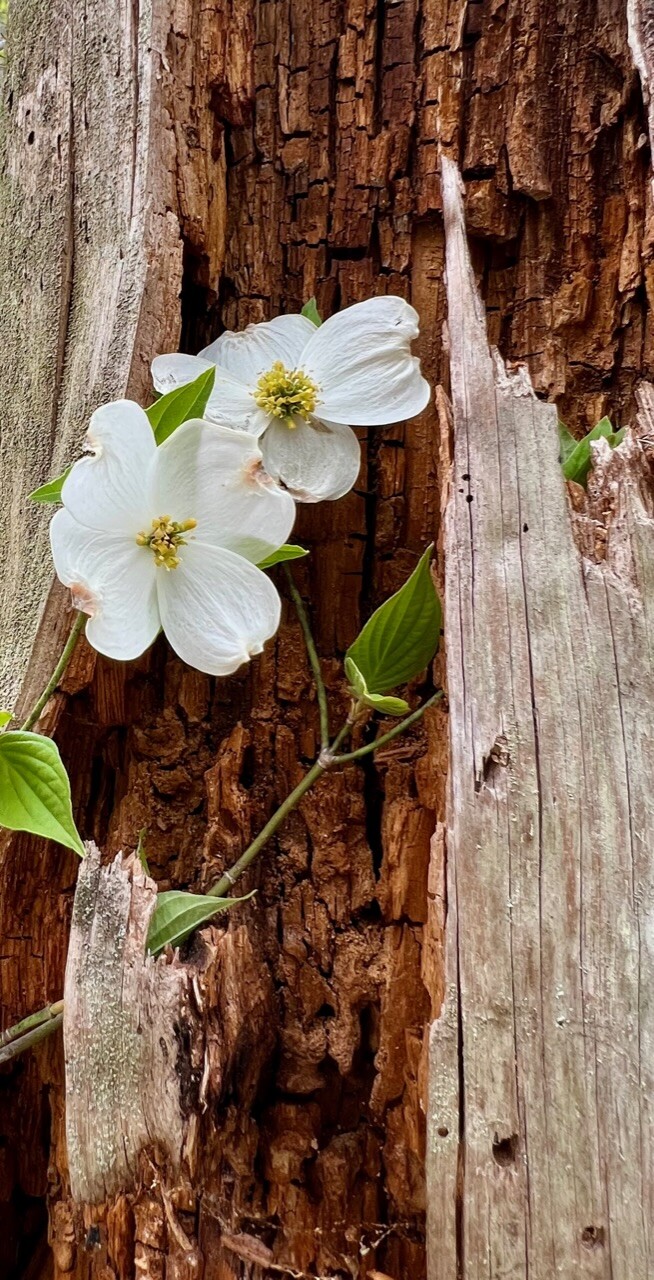 Rugged Dogwood