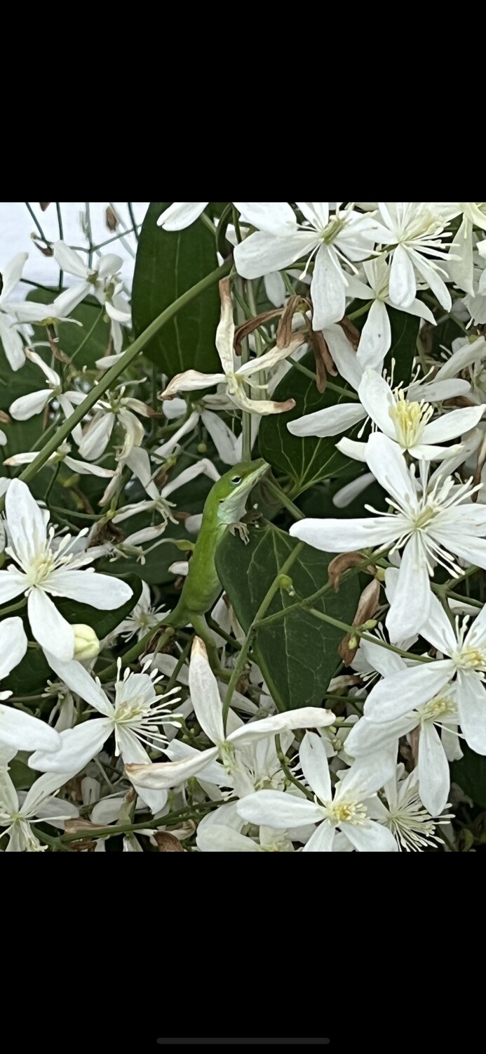 Hidden in plain sight