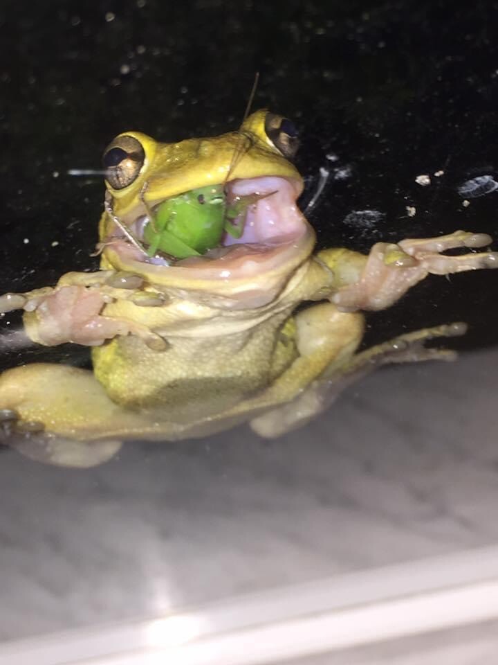 Jimmy the cricket’s last gasp!