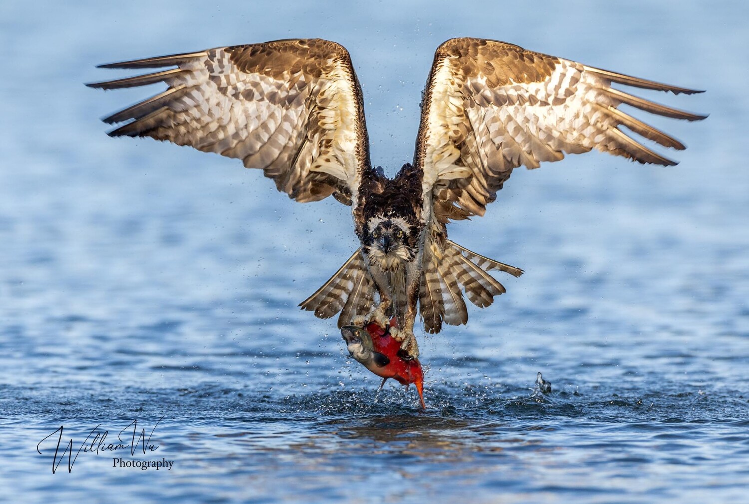 Osprey fishing Kokanee salmon