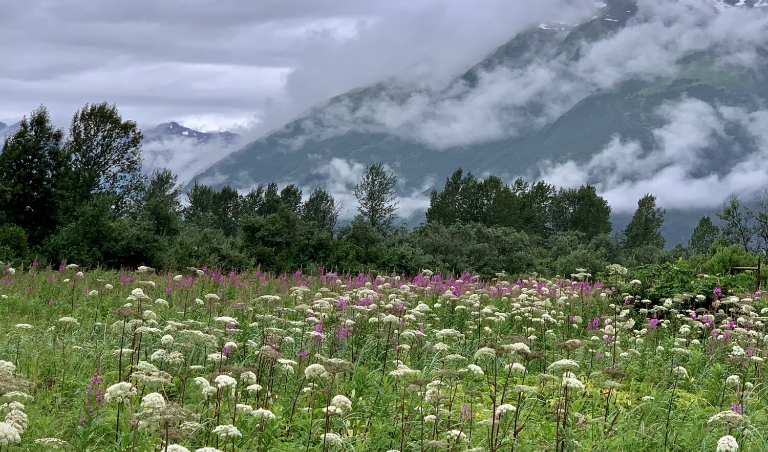 Afternoon bloom from America’s Last Frontier!