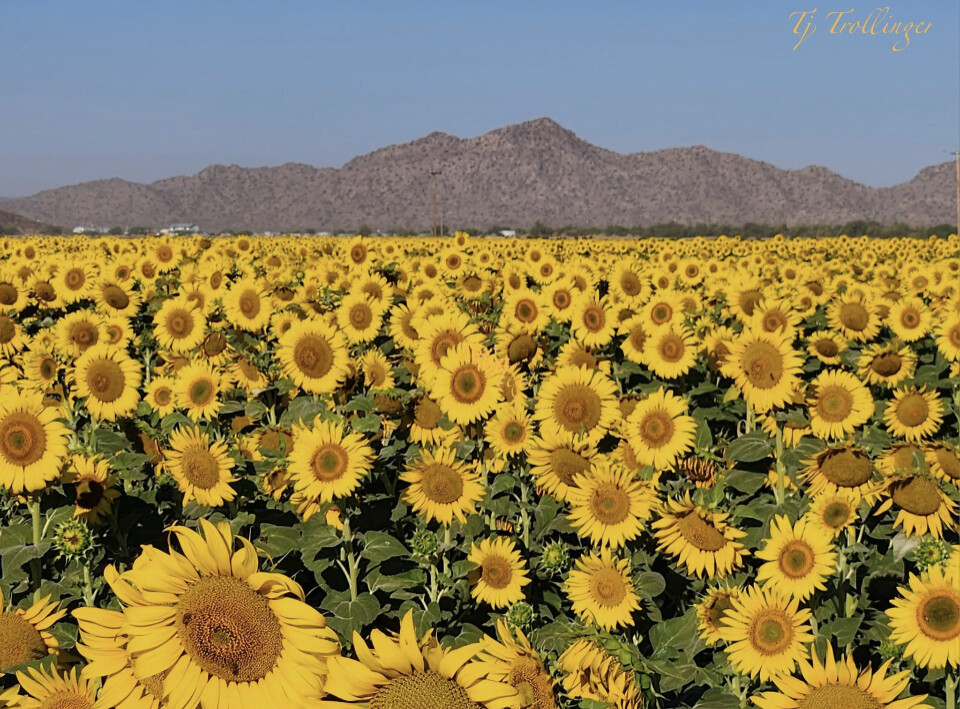 Sunflower Field
